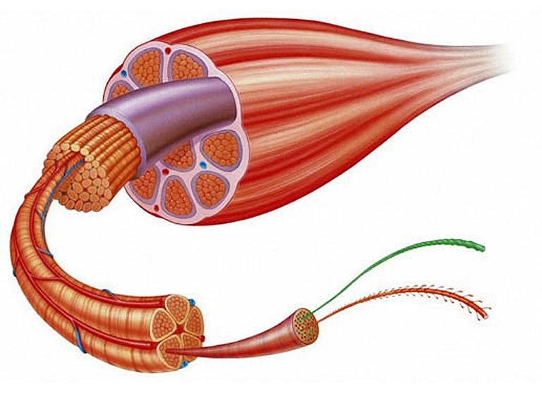 Рисунок мышечного волокна